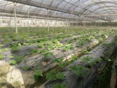 蔬菜種植基地三十二